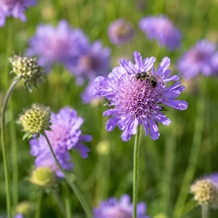 Blåhat (Knautia arvensis)